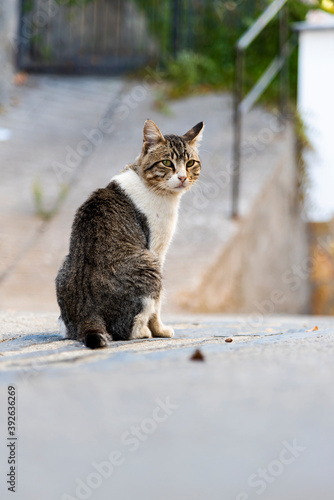 european stray cat