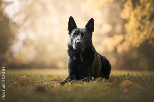 Black german shepherd dog sitting under a tree in autumn