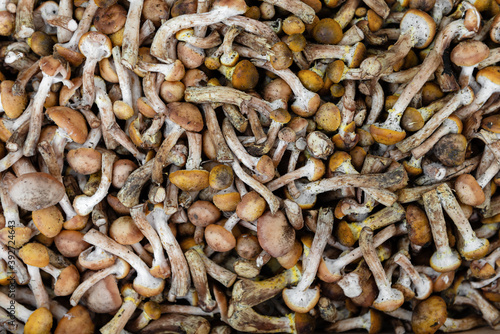 lots of brown edible northern honey mushrooms