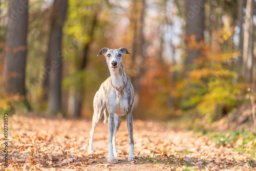 Windhund - Portrait einer hübschen Whippet Hündin im herbstlichen Wald