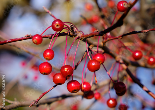 Fruit on branch of a Robinson Crabapple tree on a sunny day hanging from branch