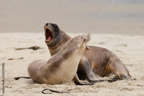 Rough courtship of male and female Hookers sealions