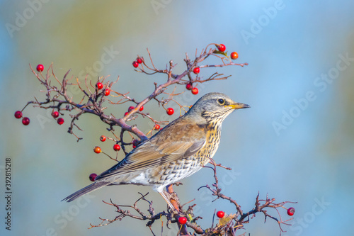 Fieldfare bird, Turdus pilaris, eating berries