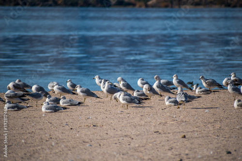 A Ring-billed Gulls in Lake Havasu, Arizona
