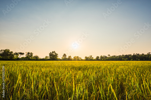 Fresh rice paddy in field