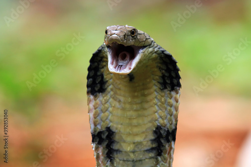 Closeup head of king cobra snake