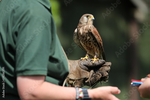 Kestrel during falconry training