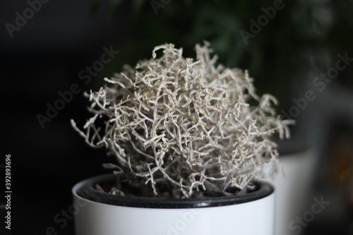 Kalocefalus Browna roślina doniczkowa sucha biała 