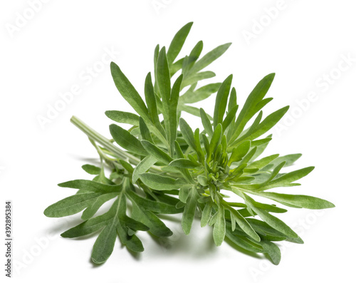 Artemisia absinthium