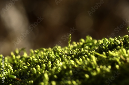 closeup moss