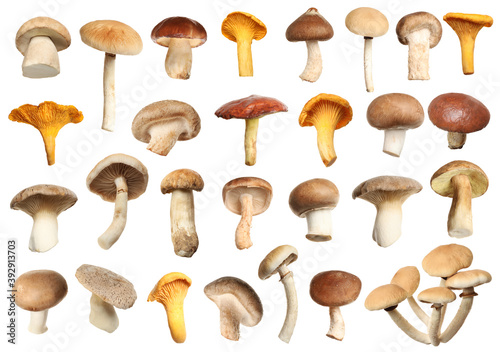 Set of different fresh mushrooms on white background
