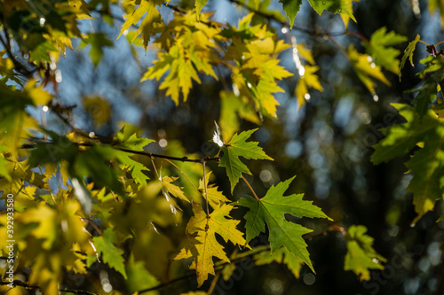 Maple Acer saccharinum with golden and green leaves against sun. Bright foliage on Acer saccharinum in sunny autumn day. Nature concept for any design. Soft selective focus.