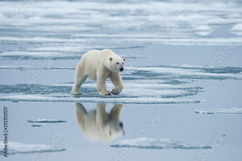 Polar Bear, Svalbard, Norway