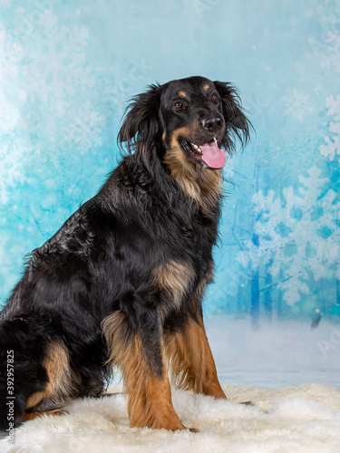 Hovawart dog portrait in a studio. Image with blue and snowy Christmas background, copy space.
