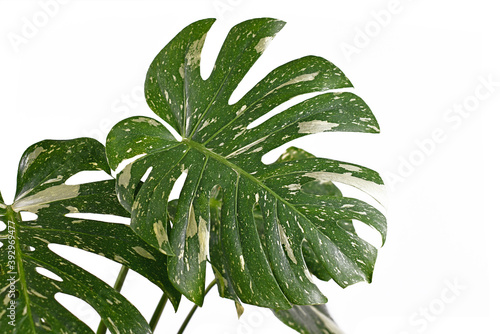 White sprinkled leaf of rare variegated tropical 'Monstera Deliciosa Thai Constellation' houseplant isolated on white background