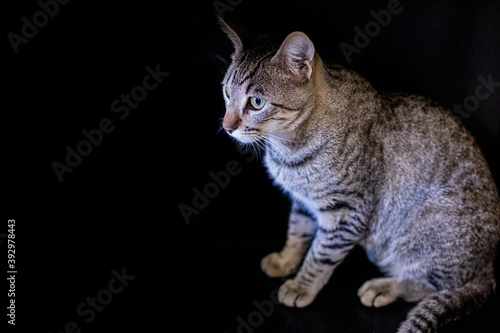 Cute and Adorable Kitten and Cat Portrait with Behavior and Pers