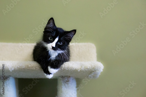 Cute and Adorable Kitten and Cat Portrait with Behavior and Pers