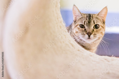 Cute and Adorable Kitten and Cat Portrait with Behavior and Pers