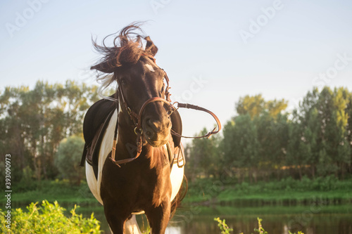Black and white horse shakes his head the sun shines on him