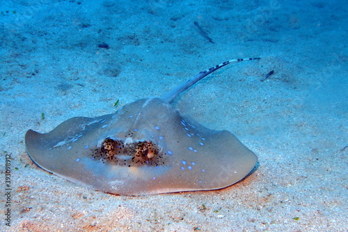 Blue spotted sting ray