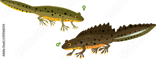 Male and female Cartoon crested newt isolated on white background