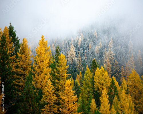 A stunning fall image of bright yellow larch trees, evergreens surrounded by fog. A fall scene. 