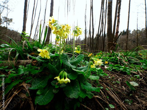 Wiosenna sceneria, Pierwiosnek lekarski, pierwiosnka lekarska (Primula veris L.) w roli głównej