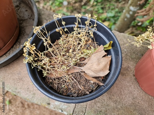 planta seca, morta, sem vida, descuido