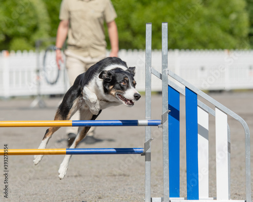 Border Collie jumps over an agility hurdle on dog agility course