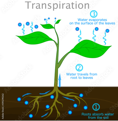 Transpiration stages in plants. Roots absorb water from the soil, travels from root to up leaves, evaporates on the surface of the leaves. drops cycle, vapors. Biology illustration vector