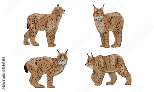Set of realistic Eurasian lynx with different poses. Eurasian lynx or Lynx lynx. Big wild cats. Animals of Europe, Asia and America. Vector illustration