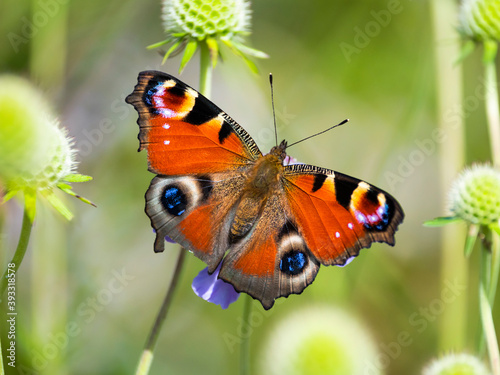 クジャクチョウ(peacock butterfly)