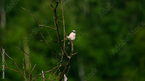 Czatująca na zdobycz Dzierzba gąsiorek (Lanius collurio) 