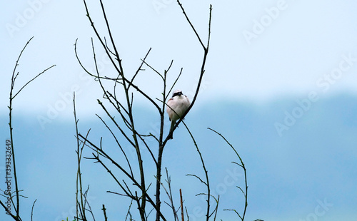 Czatująca na zdobycz Dzierzba gąsiorek (Lanius collurio) 