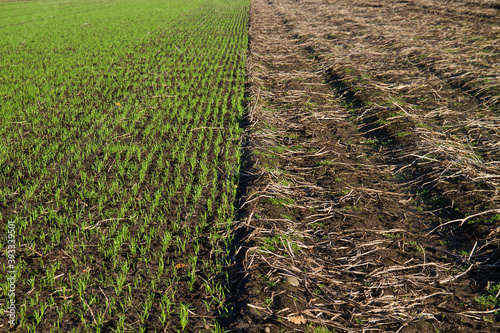 Crop rotation: young winter cereal, sown next to a harvested potato field in autumn