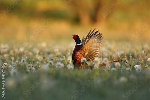 Wild pheasant male in the nature habitat. Shy and endangered animal close up. European wildlife. Birds mating time. Common pheasant. Phasianus colchicus.