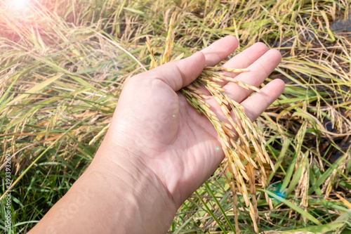 Hand that holds grain in the field.