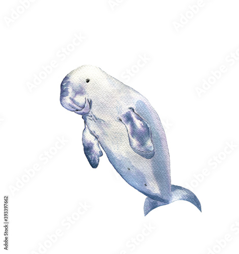 Rare mammal dugong isolated on white background.