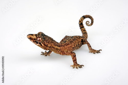 Hedgehog Leaf-toed Gecko (Hemidactylus echinus)