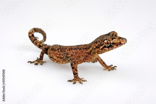 Hedgehog Leaf-toed Gecko (Hemidactylus echinus)