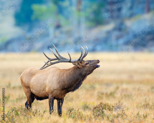 Bugling Bull Elk