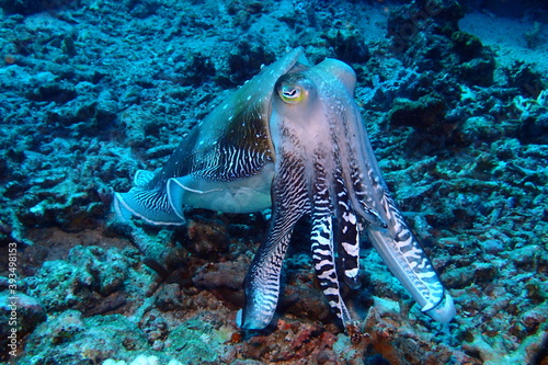 Pharaoh cuttlefish