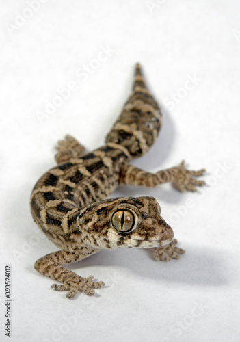 Carrot-tail viper gecko // Rübenschwanz-Viperngecko (Hemidactylus imbricatus