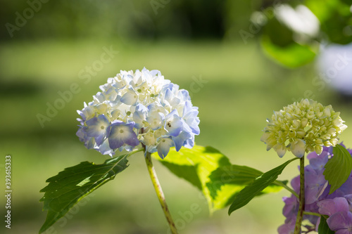 Blado-niebieskie kwiaty hortensji 