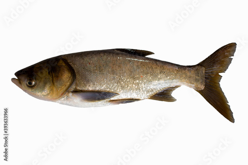 Silver carp isolated on a white background