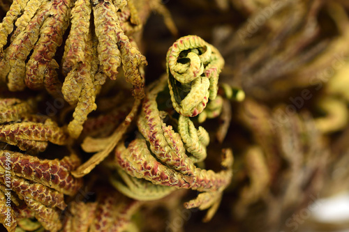 Closeup on Rose of Jericho (Selaginella Lepidophylla syn. Lycopodium lepidophyllum).