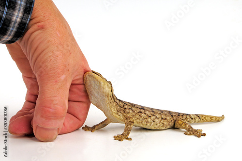Wahlberg’s Velvet Gecko // Riesen Wahlberggecko (Homopholis walbergii)