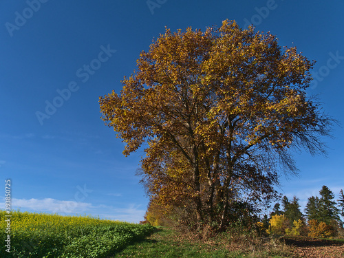 Beautiful trees with discolored orange leaves besides a rapeseed (brassica napus) field with yellow colored blossom in fall season in Black Forest, Germany on a sunny day with clear sky.