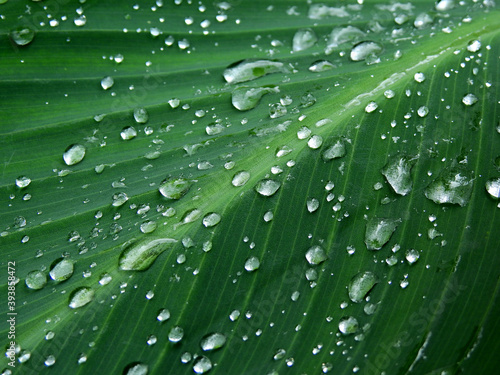 water drops on green leaf after rain