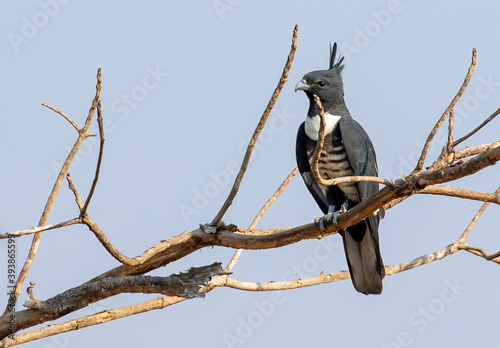 Image of Black baza (Aviceda leuphotes) perched on a branch on nature background. Falco. Bird. Animals.
